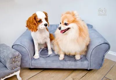 Doggy Diamond Salon Pielęgnacji Psów i Kotów